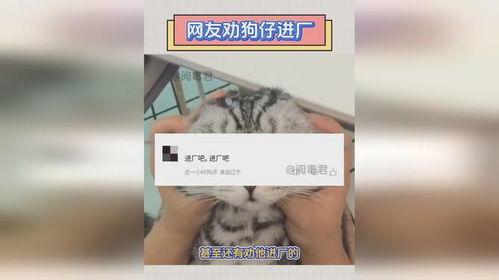 狗仔近期爆料视频,近期热门事件幕后真相大曝光